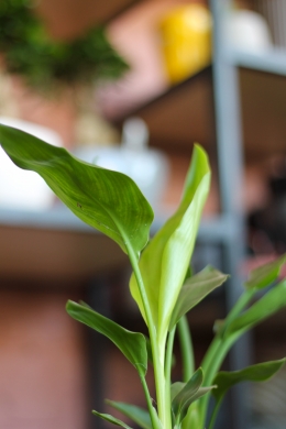 Стрелиция Регина (Королевская) / Strelitzia reginae