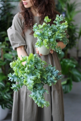 Флебодиум 'Davana' / Phlebodium aureum 'Davana