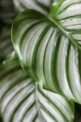 Калатея Орбифолия / Calathea orbifolia