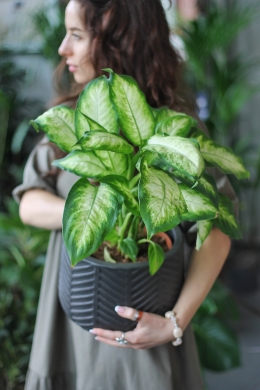 Диффенбахия Камилла