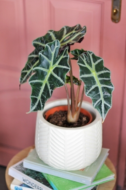 Алоказия Полли D12