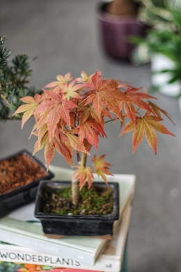 Бонсай Клён / Bonsai Acer