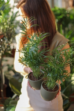 Хамедорея / Chamaedorea