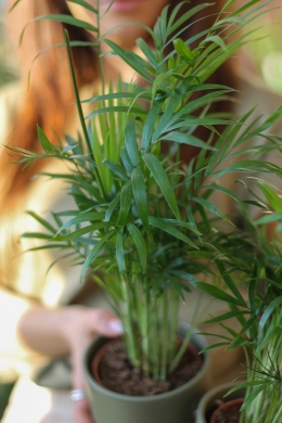 Хамедорея / Chamaedorea