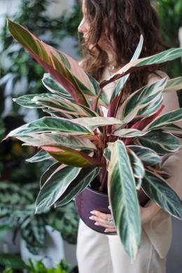 Строманта триостар / Stromantha Triostar