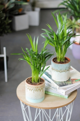 пальма Арека (Хризалидокарпус)