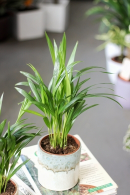 пальма Арека (Хризалидокарпус)