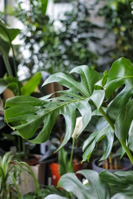 Монстера привлекательная / Monstera deliciosa D21 H100