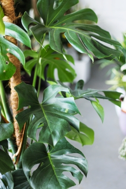 Монстера привлекательная / Monstera deliciosa D21 H100