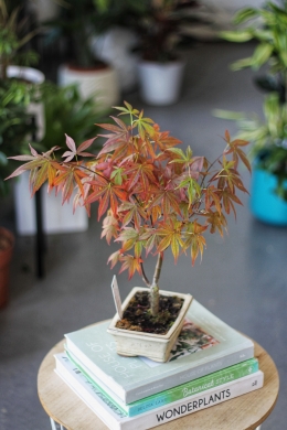 Бонсай Клён / Bonsai Acer