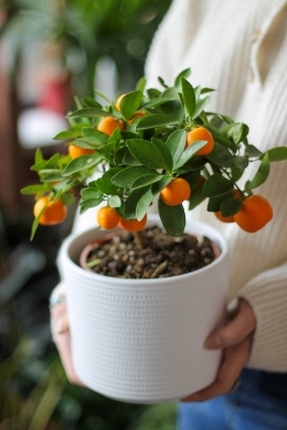 Каламондин / Citrus microcarpa