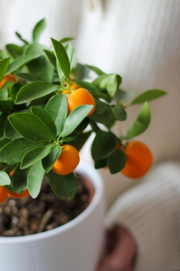 Каламондин / Citrus microcarpa