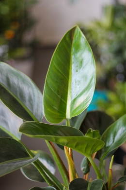 Филодендрон Конго / Philodendron Congo