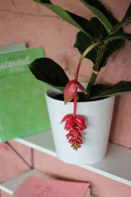 Мединилла / Medinilla