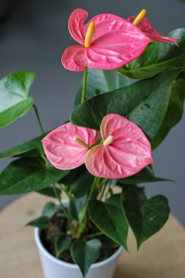 Антуриум Андрианум розовый