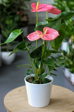 Антуриум Андрианум розовый