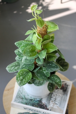 Сциндапсус пиктус / Scindapsus Pictus