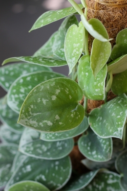 Сциндапсус пиктус / Scindapsus Pictus