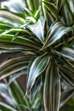 Драцена Вайт Страйп / Dracaena White Stipe на трёх стволах