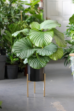 Калатея Орбифолия / Calathea orbifolia