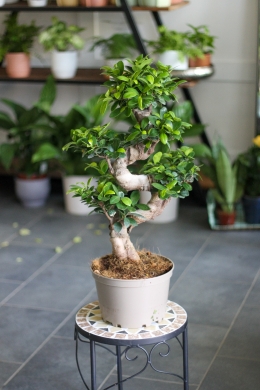 Фикус Гинсенг Микрокарпа / Ficus Ginseng Microcarpa
