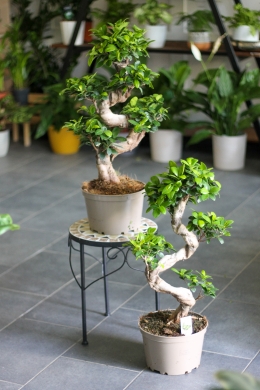 Фикус Гинсенг Микрокарпа / Ficus Ginseng Microcarpa