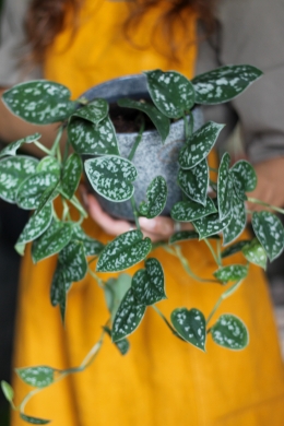 Сциндапсус Пиктус Пятнистый / Scindapsus Pictus