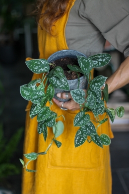 Сциндапсус Пиктус Пятнистый / Scindapsus Pictus