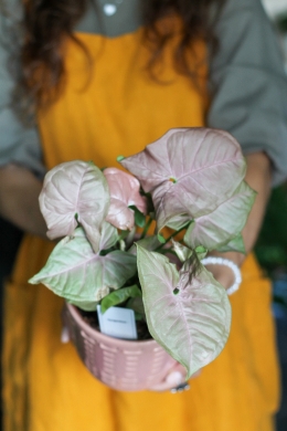 Сингониум Розовый Неон / Syngonium Pink Neon