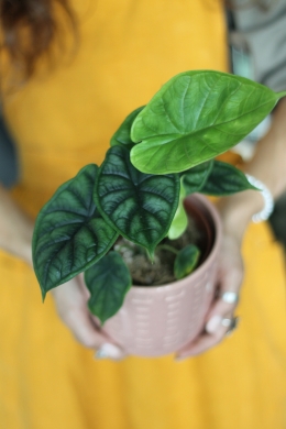 Алоказия Шкура Дракона / Alocasia Dragon Scale