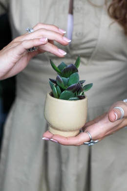 Суккулент Микс в кашпо / Succulent Mix