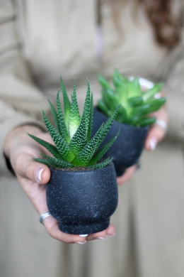 Суккулент Микс в кашпо / Succulent Mix