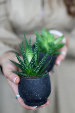 Суккулент Микс в кашпо / Succulent Mix